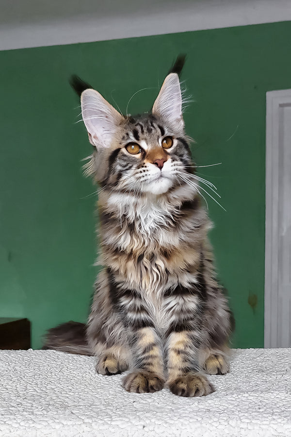 Zafira | Maine Coon Kitten