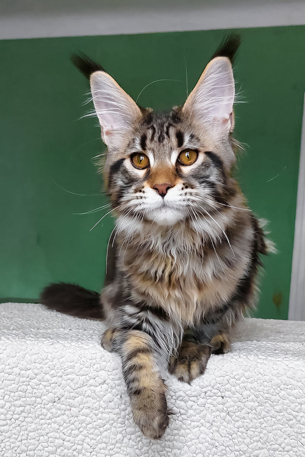 Zafira | Maine Coon Kitten