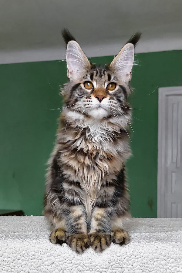 Zafira | Maine Coon Kitten