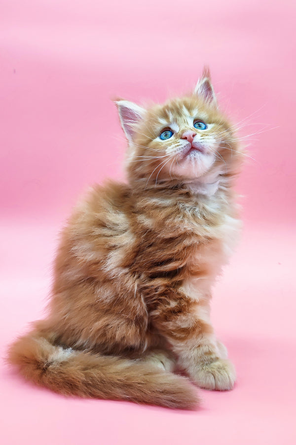 Zahar | Maine Coon Kitten