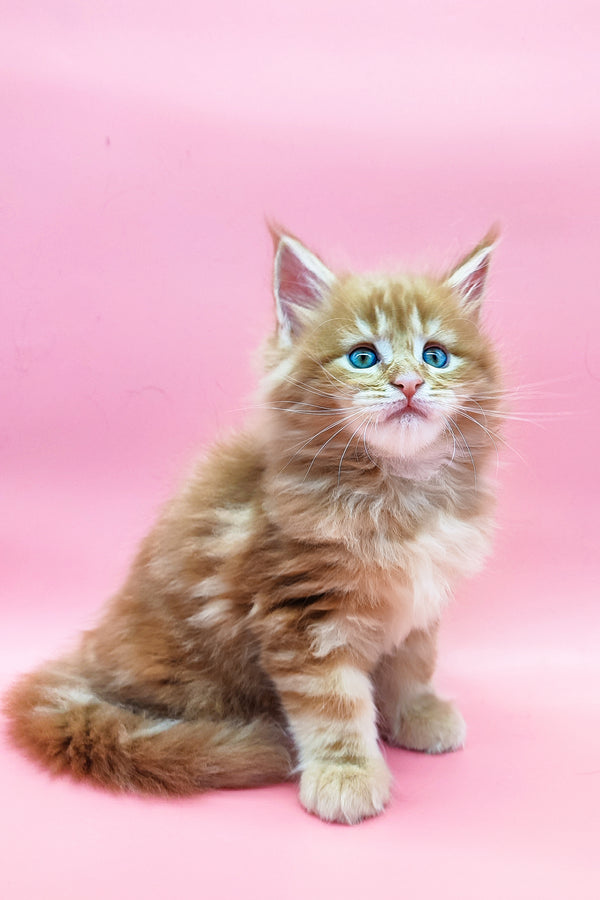 Zahar | Maine Coon Kitten