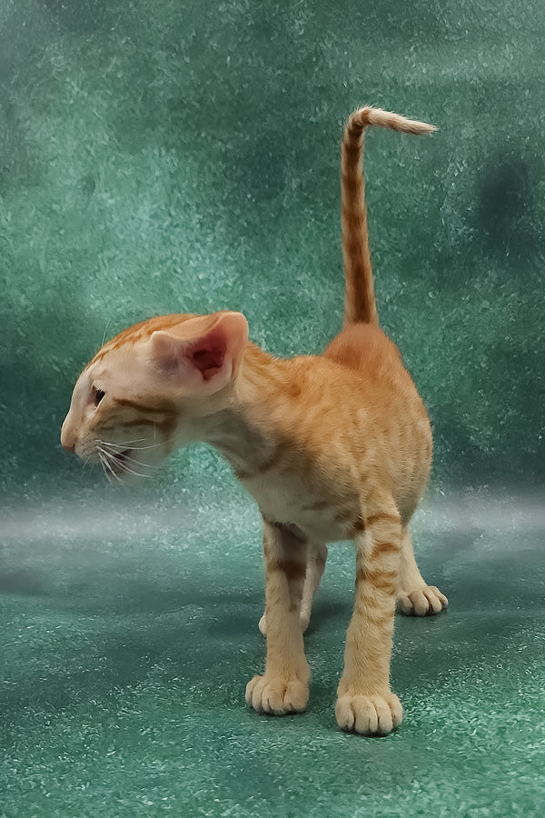 Zander | Oriental Shorthair Kitten