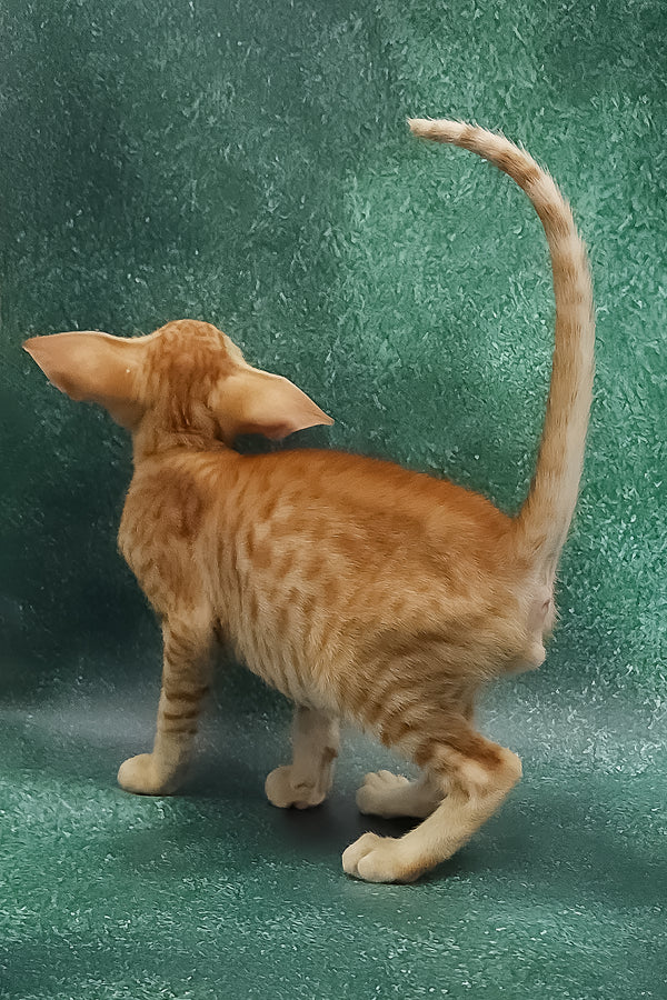 Zander | Oriental Shorthair Kitten