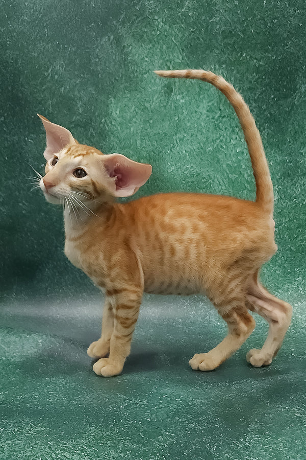 Zander | Oriental Shorthair Kitten