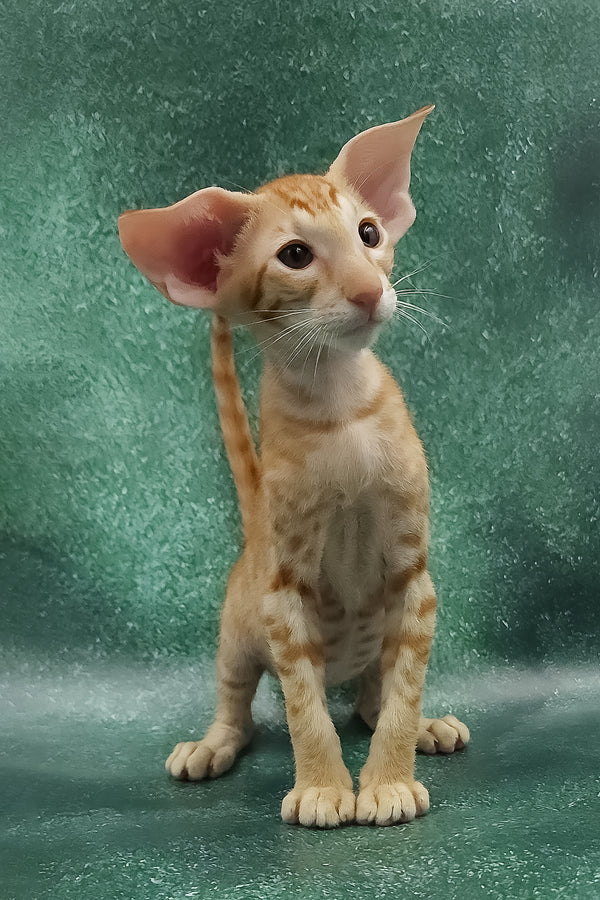 Zander | Oriental Shorthair Kitten