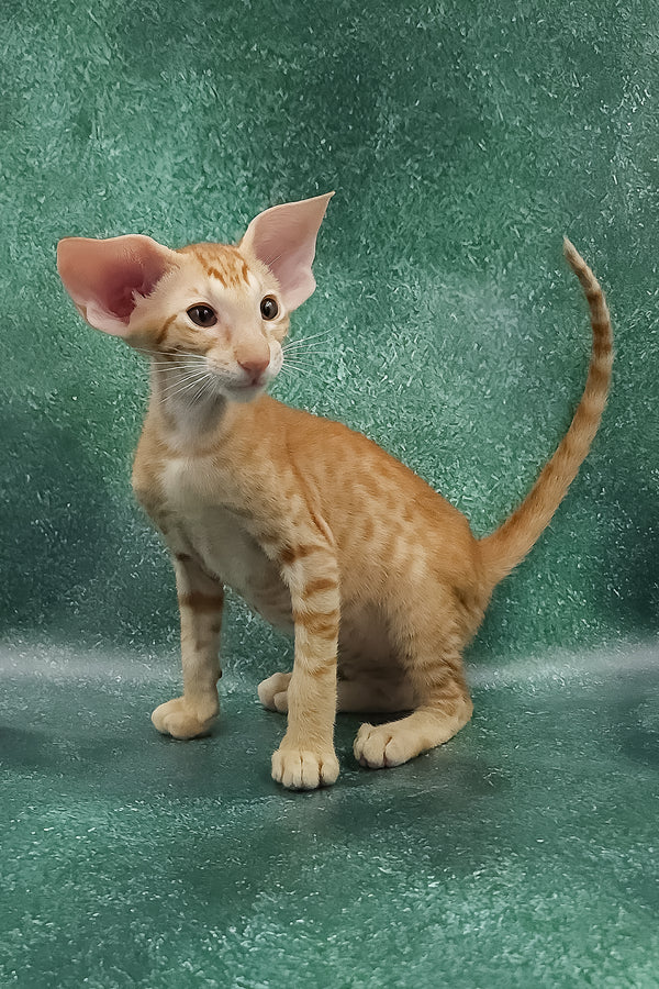 Zander | Oriental Shorthair Kitten