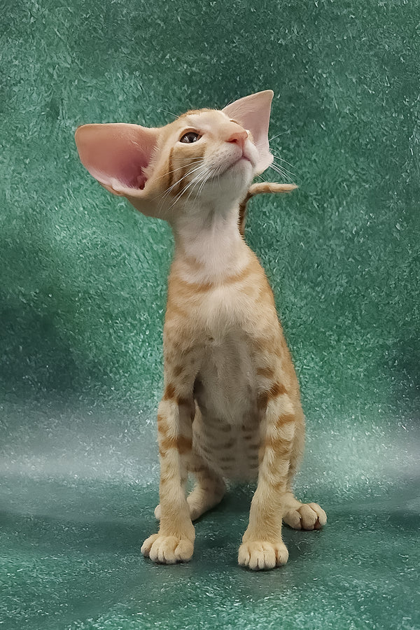 Zander | Oriental Shorthair Kitten