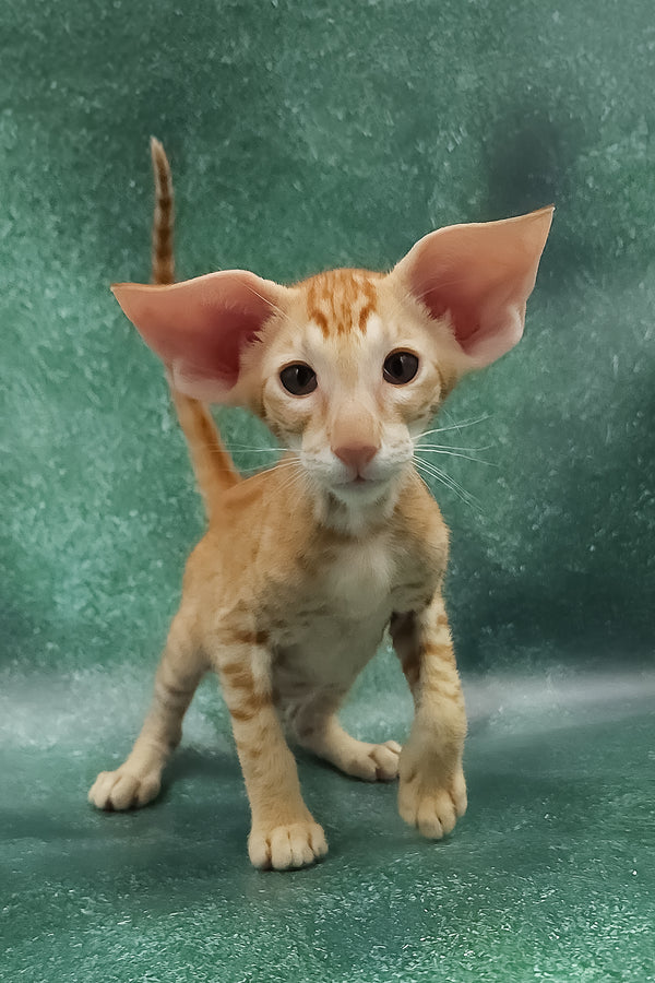 Zander | Oriental Shorthair Kitten