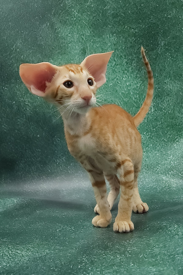 Zander | Oriental Shorthair Kitten