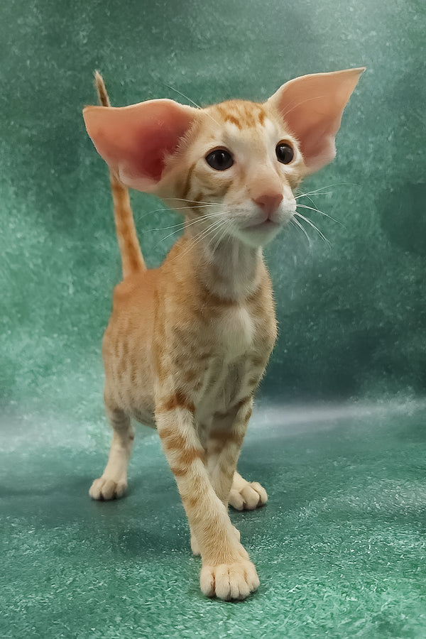 Zander | Oriental Shorthair Kitten