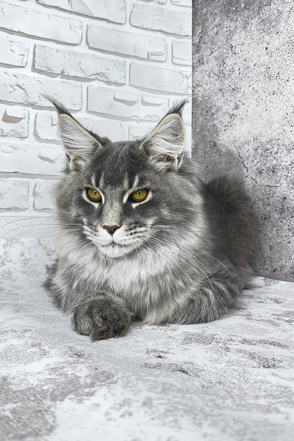 Zane | Maine Coon Kitten