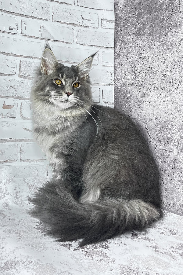 Zane | Maine Coon Kitten