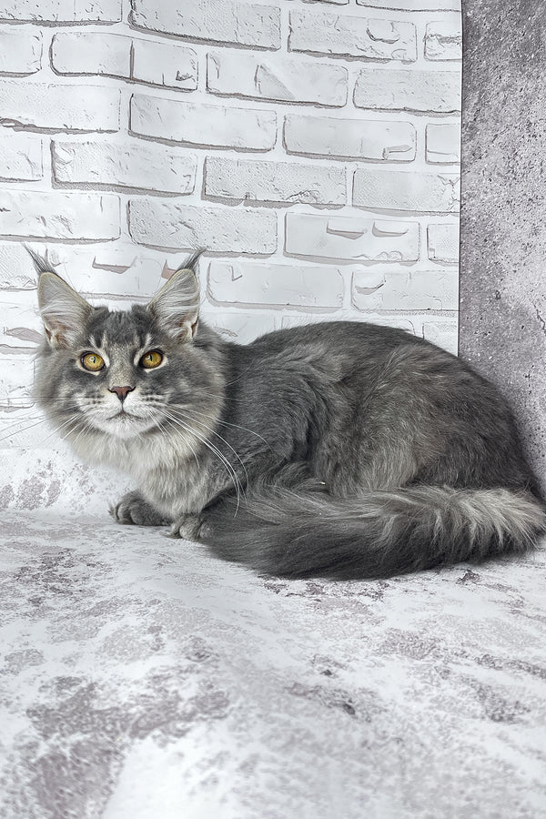 Zane | Maine Coon Kitten