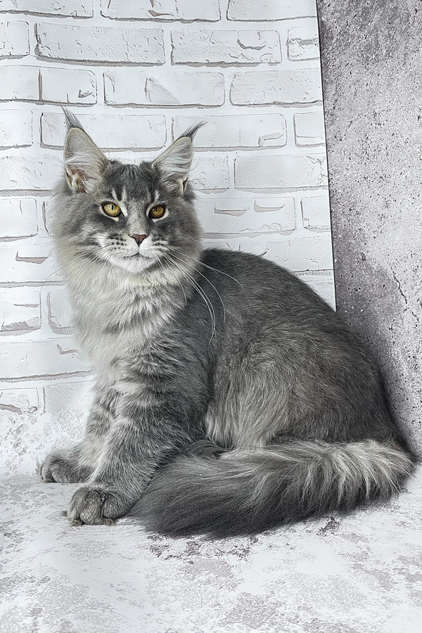 Zane | Maine Coon Kitten