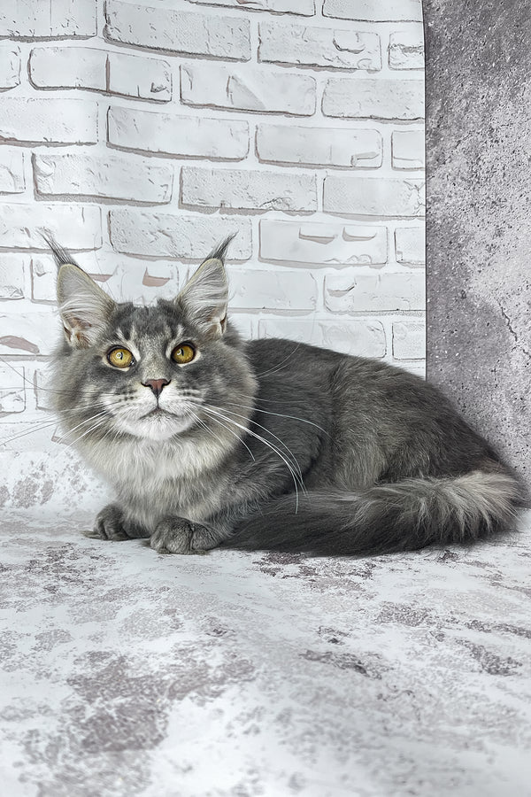 Zane | Maine Coon Kitten