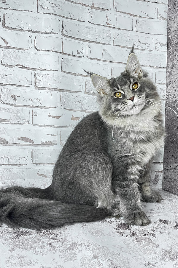 Zane | Maine Coon Kitten