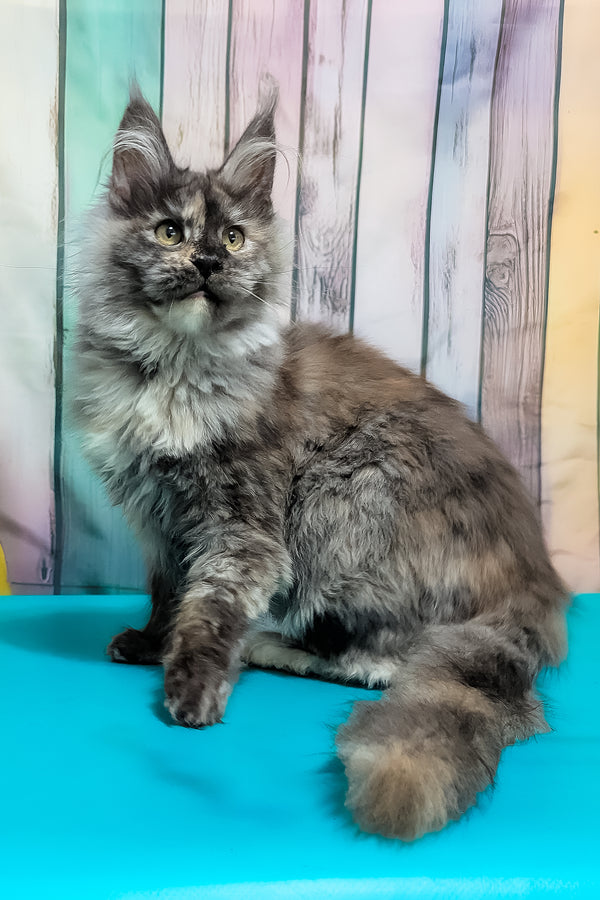 Zara | Maine Coon Kitten