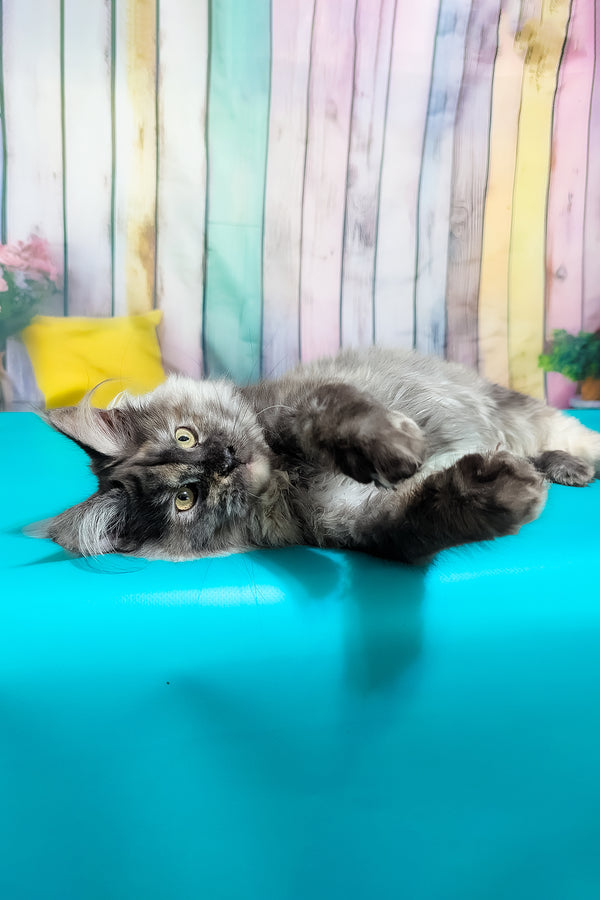 Zara | Maine Coon Kitten