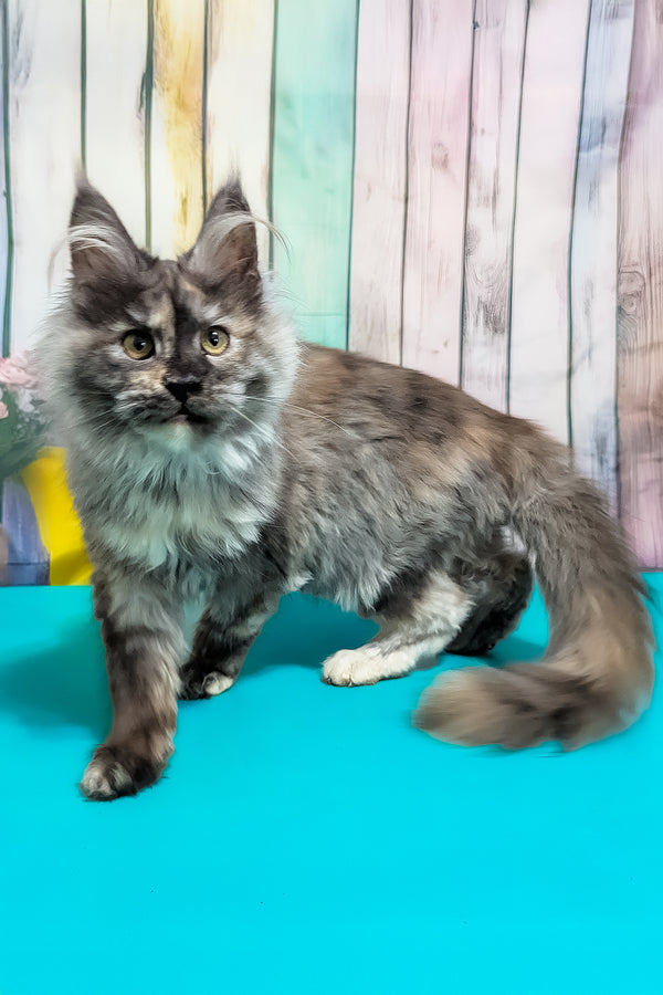 Zara | Maine Coon Kitten