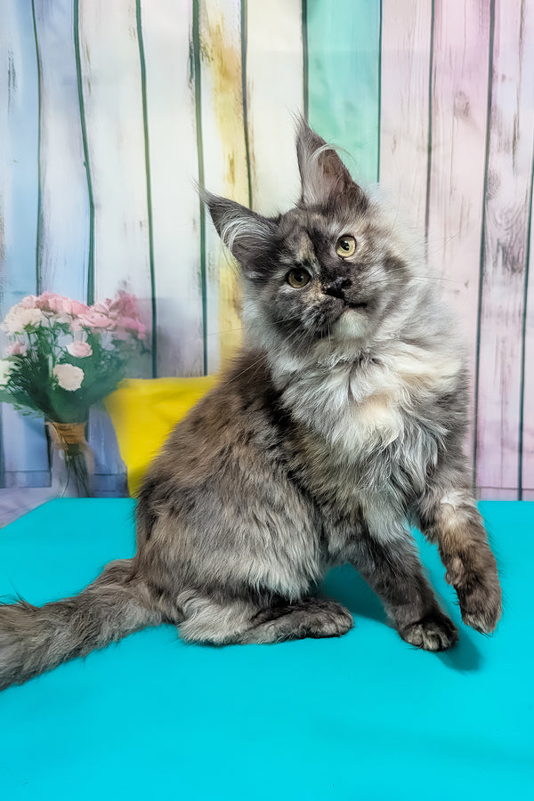 Zara | Maine Coon Kitten