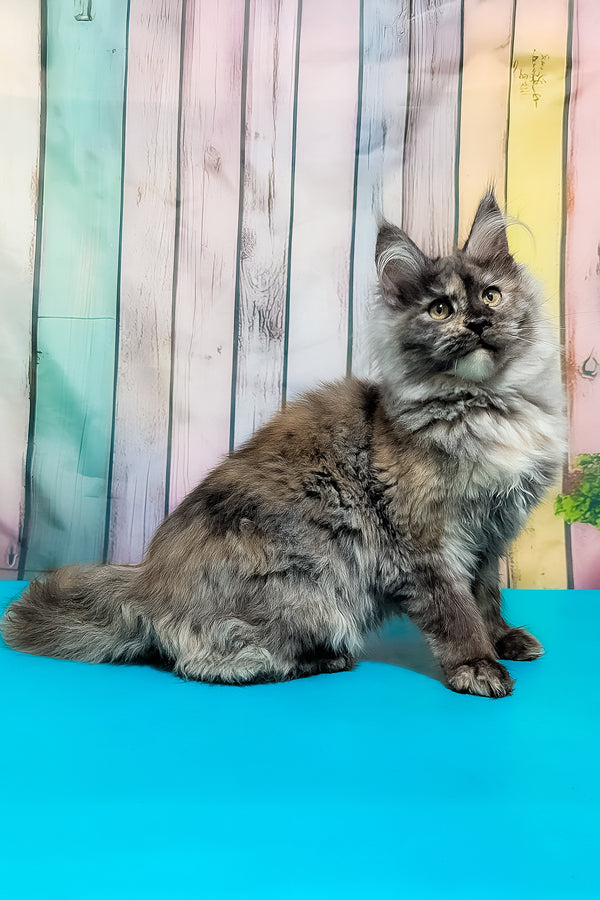 Zara | Maine Coon Kitten
