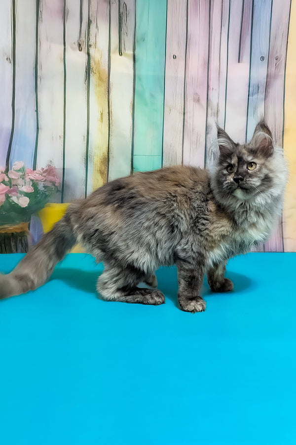 Zara | Maine Coon Kitten