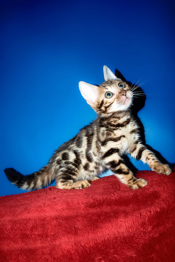 Zara | Bengal Kitten