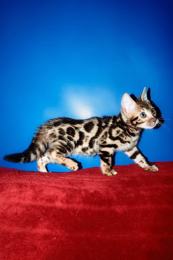 Zara | Bengal Kitten