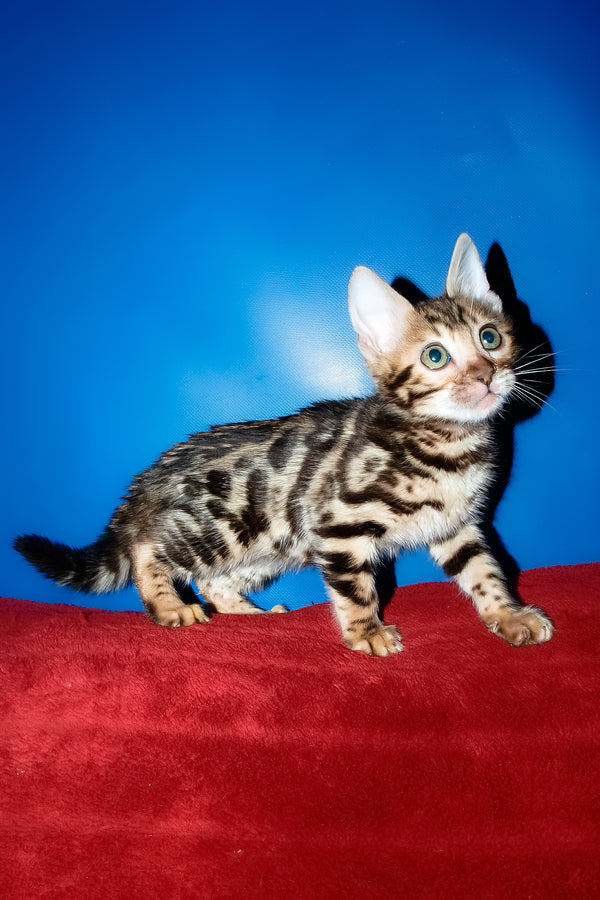 Zara | Bengal Kitten