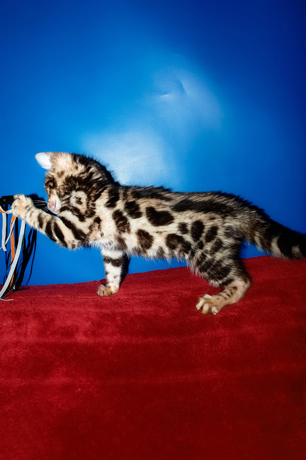 Zara | Bengal Kitten