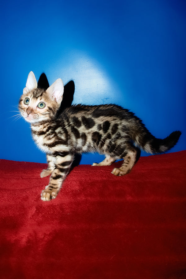 Zara | Bengal Kitten