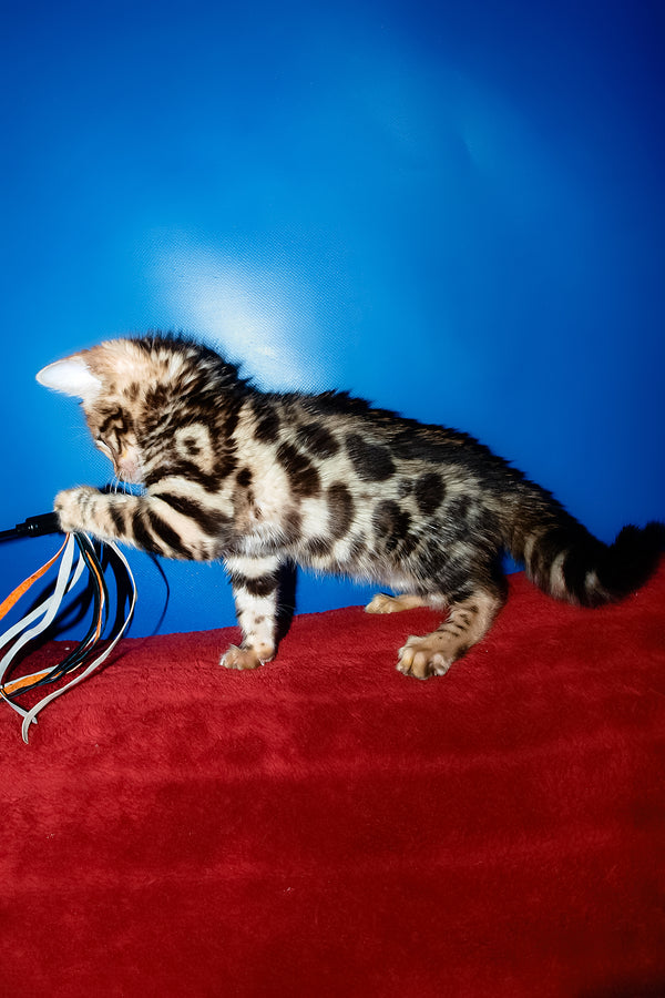 Zara | Bengal Kitten