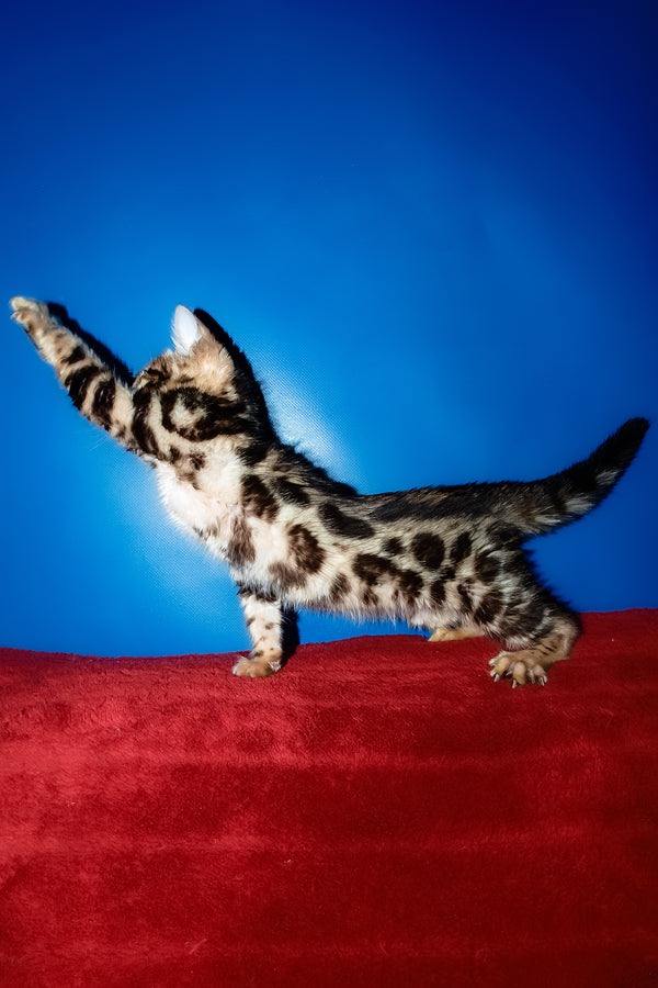 Zara | Bengal Kitten