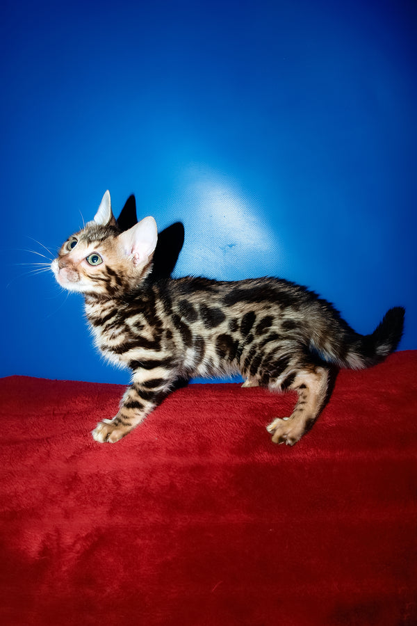 Zara | Bengal Kitten