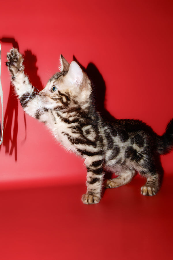 Zara | Bengal Kitten
