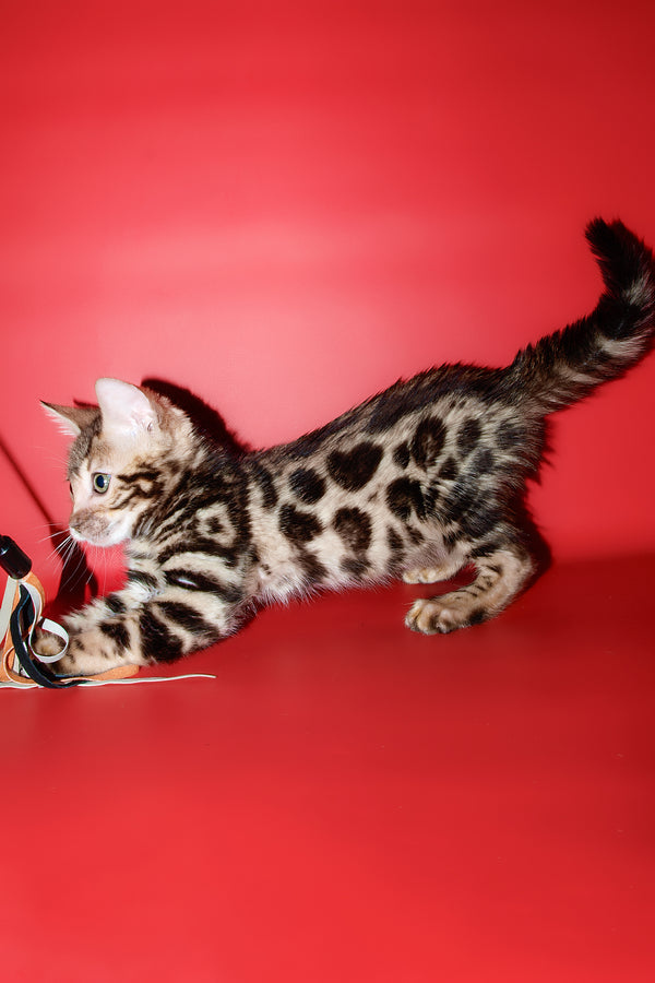 Zara | Bengal Kitten
