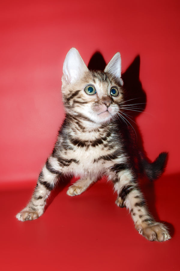Zara | Bengal Kitten
