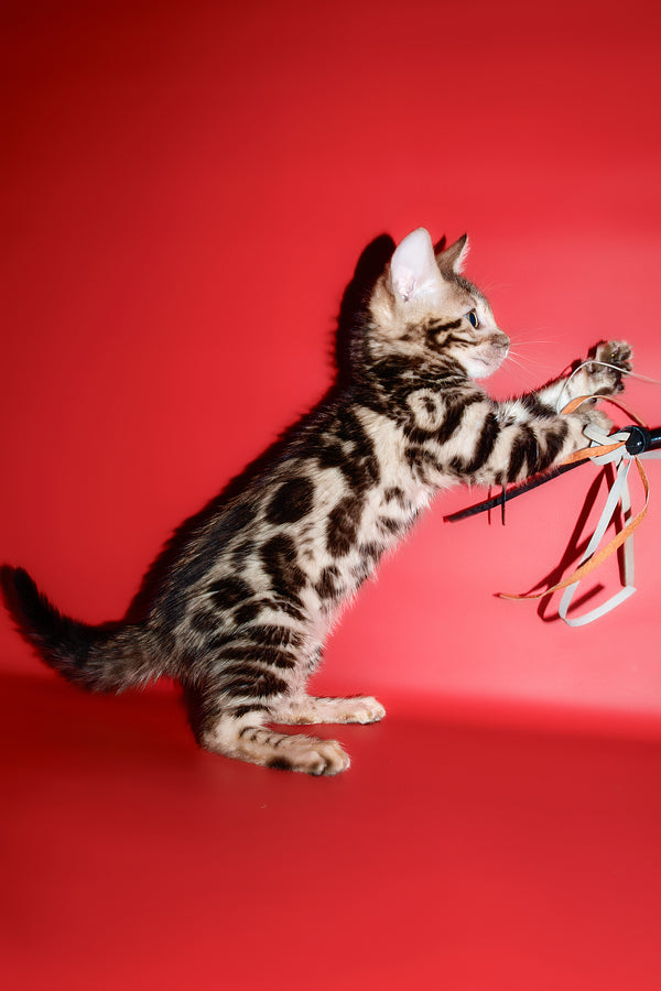Zara | Bengal Kitten