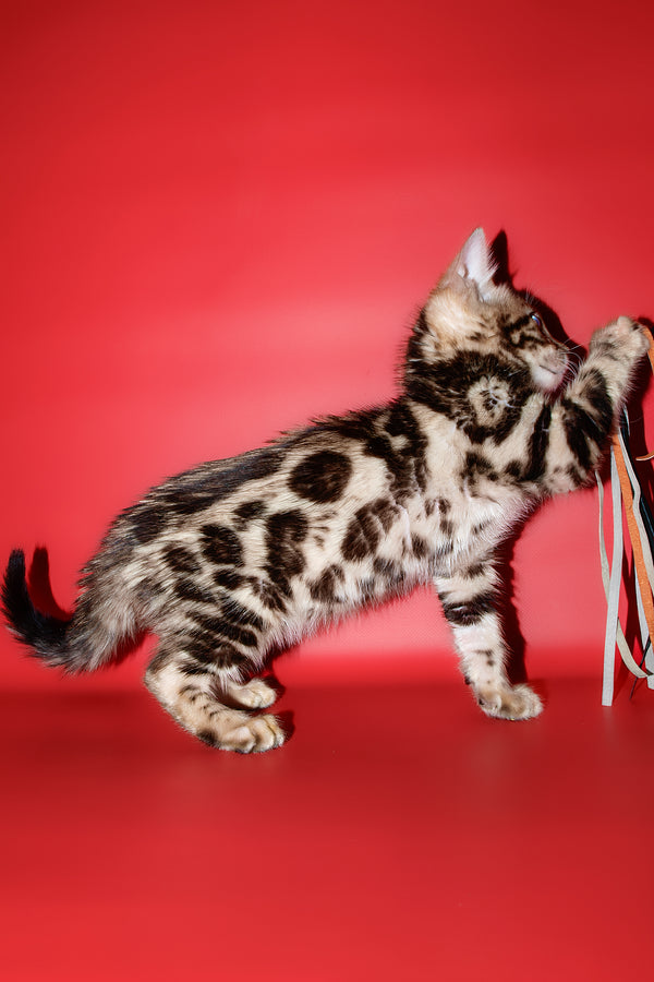 Zara | Bengal Kitten