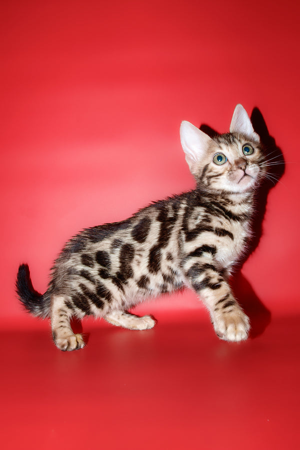Zara | Bengal Kitten