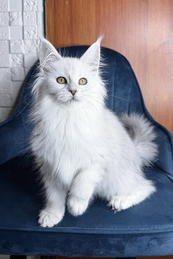 Zaria | Maine Coon Kitten