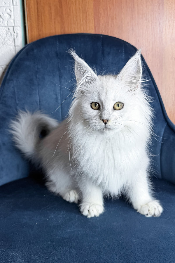 Zaria | Maine Coon Kitten