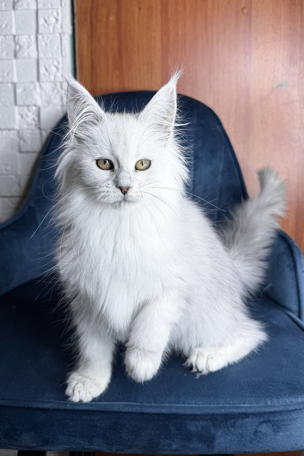 Zaria | Maine Coon Kitten
