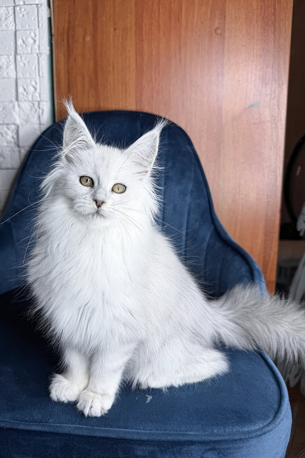 Zaria | Maine Coon Kitten