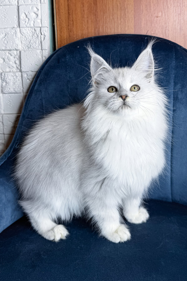 Zaria | Maine Coon Kitten