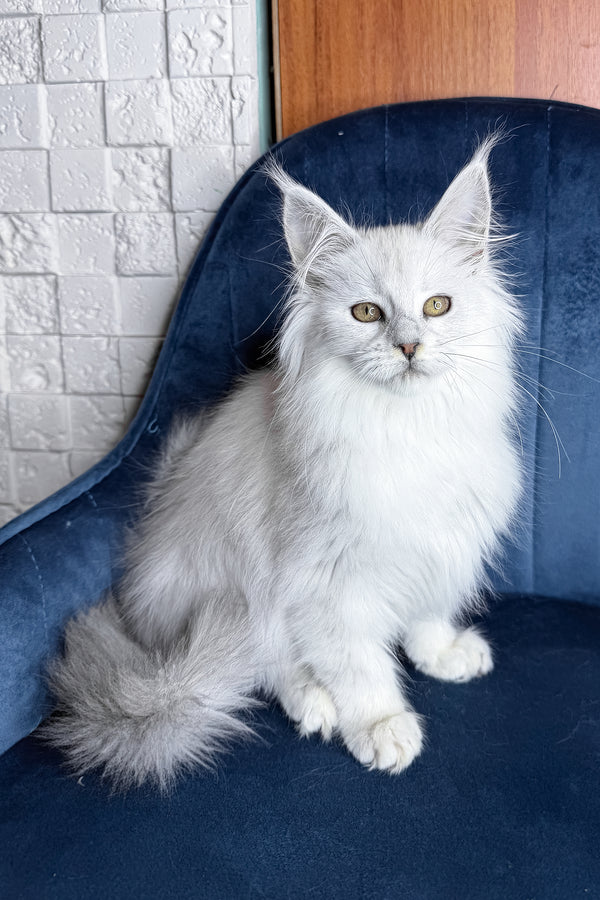 Zaria | Maine Coon Kitten