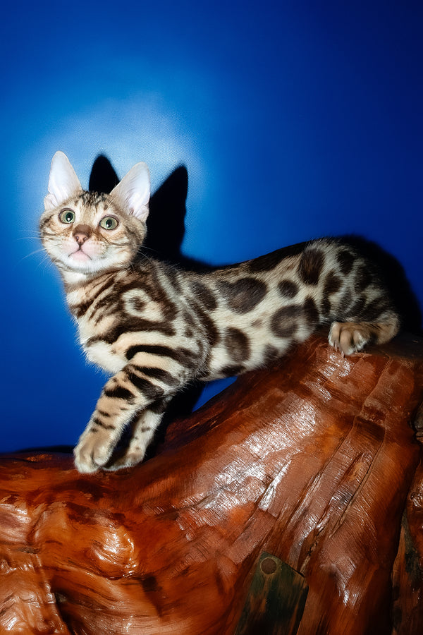 Zara | Bengal Kitten