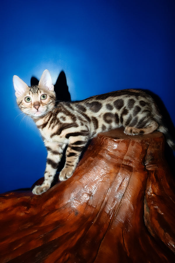 Zara | Bengal Kitten