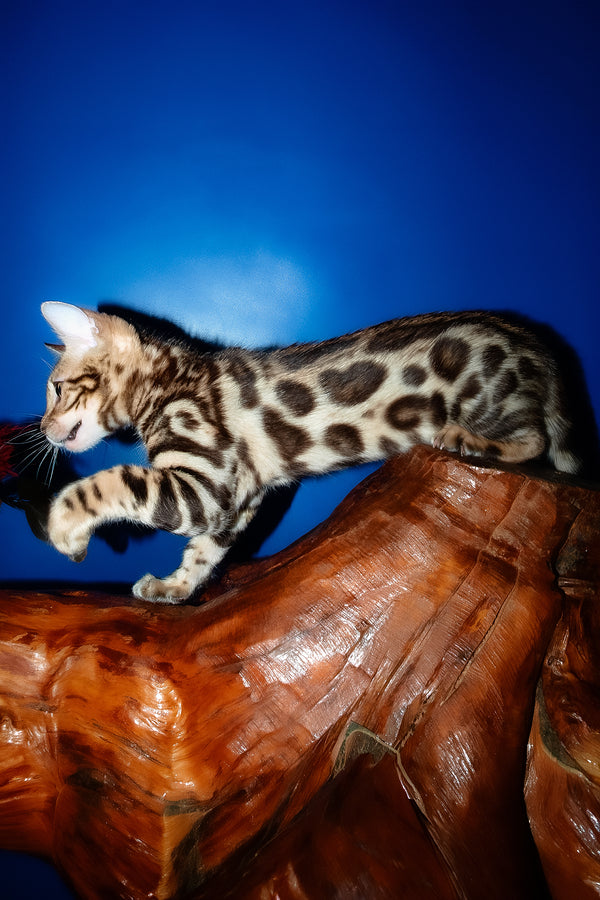 Zara | Bengal Kitten