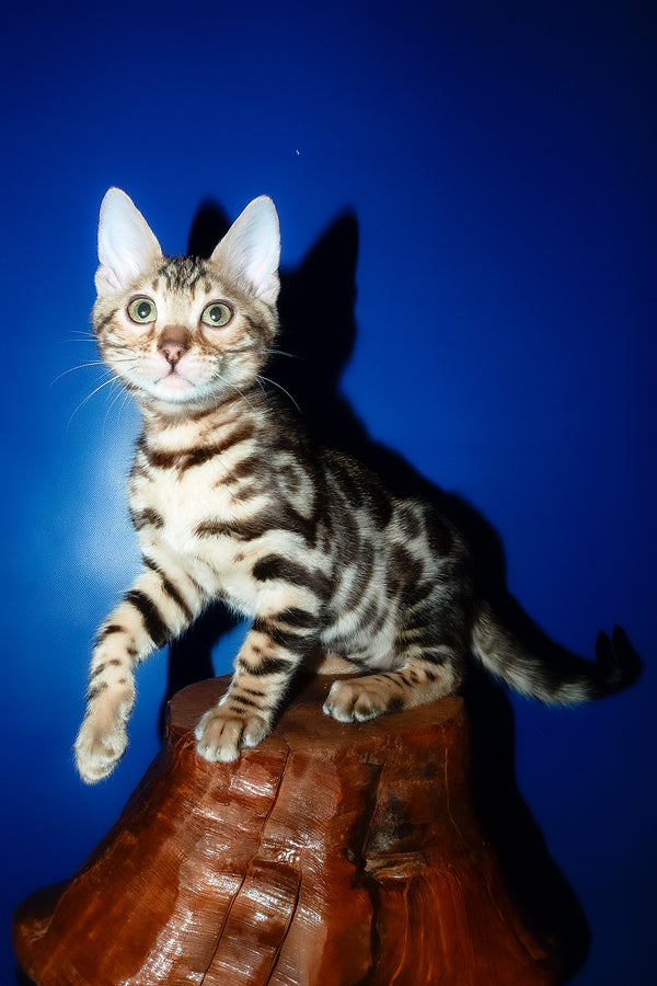 Zara | Bengal Kitten